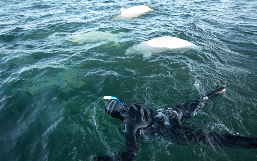 5 Places in Canada to Visit in the Next Year: Churchill Manitoba