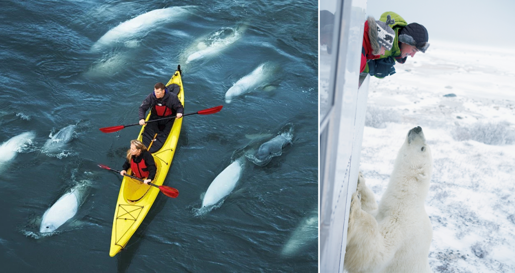 5 Places in Canada to Visit in the Next Year: Churchill Manitoba