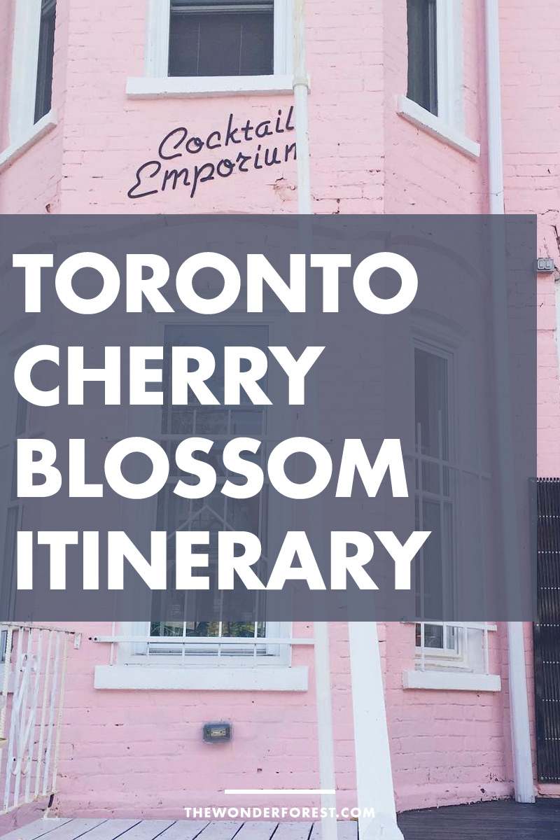 Finding Cherry Blossoms in Toronto: A Tropical Adventure