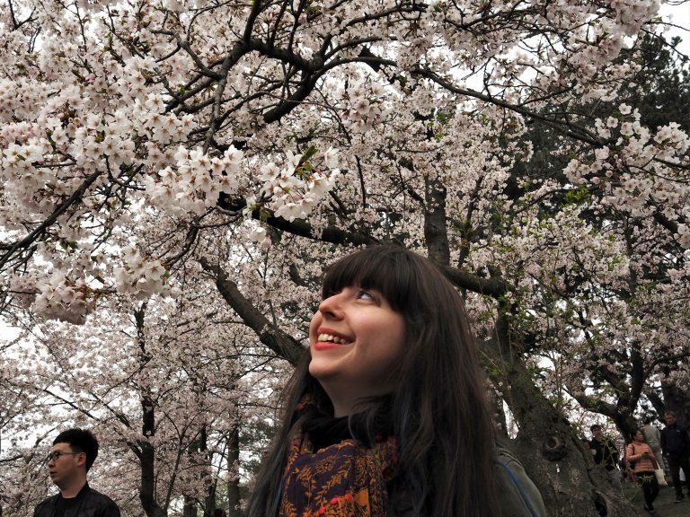 Finding Cherry Blossoms in Toronto: A Tropical Adventure