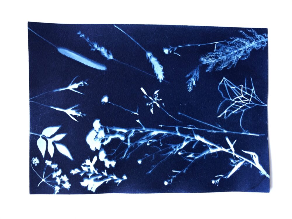 How To Make A Basic DIY Cyanotype Print