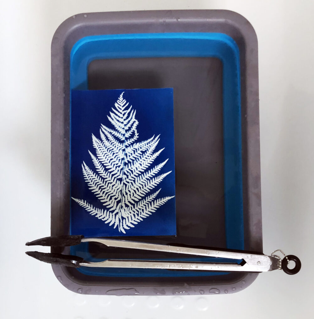 How To Make A Basic DIY Cyanotype Print