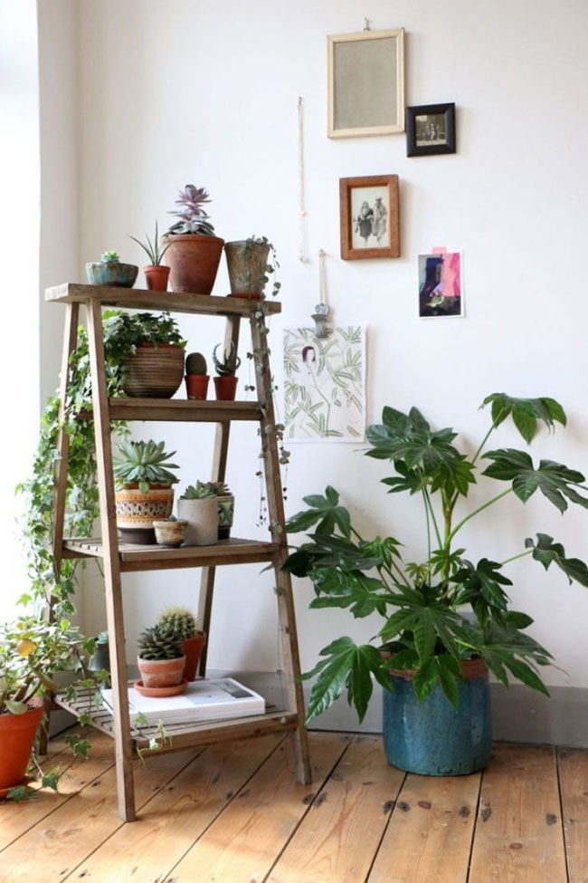 https://www.thewonderforest.com/wp-content/uploads/2021/07/Nov-3-plants-on-ladder.jpeg