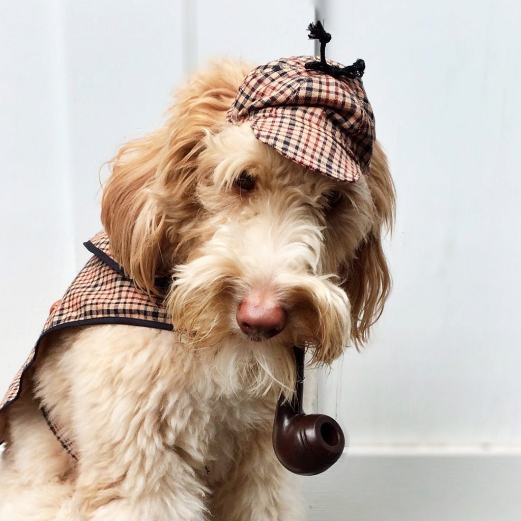 15 Creative Halloween Costumes For Your Pets