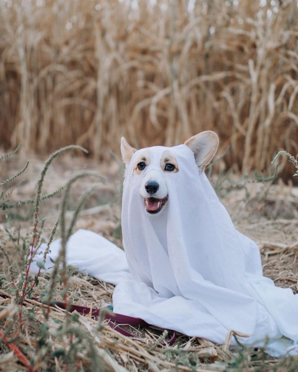 15 creativos disfraces de Halloween para tus mascotas