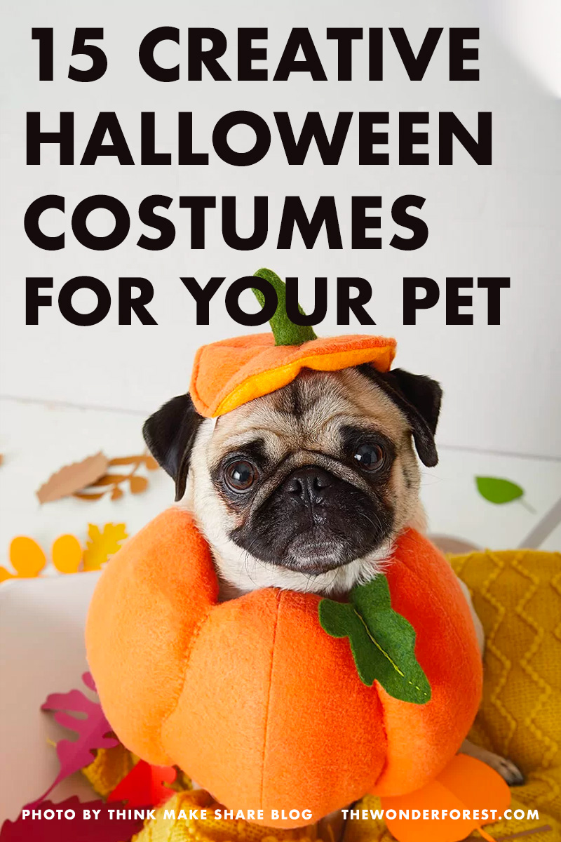 15 Creative Halloween Costumes For Your Pets