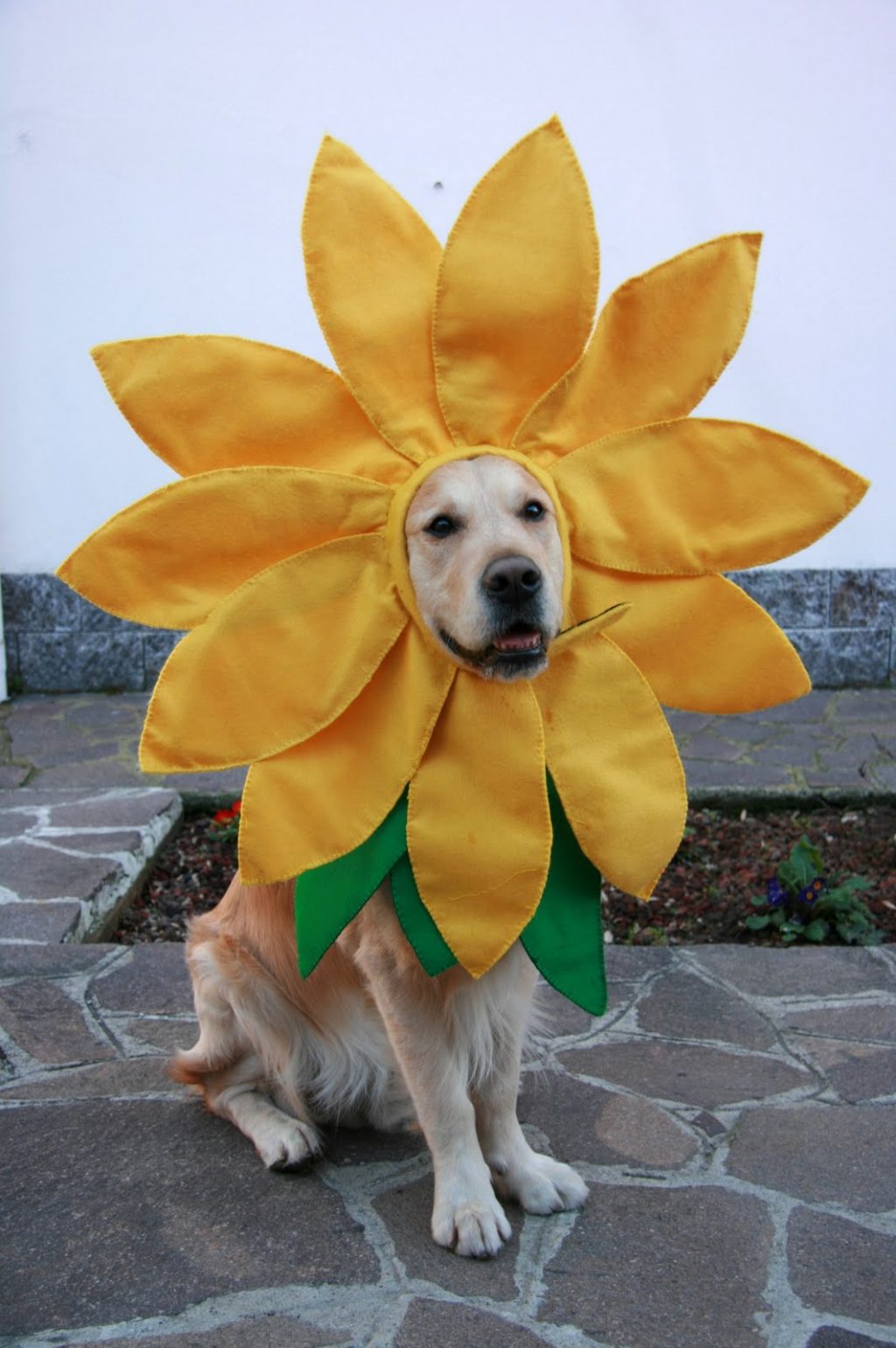 15 Creative Halloween Costumes For Your Pets