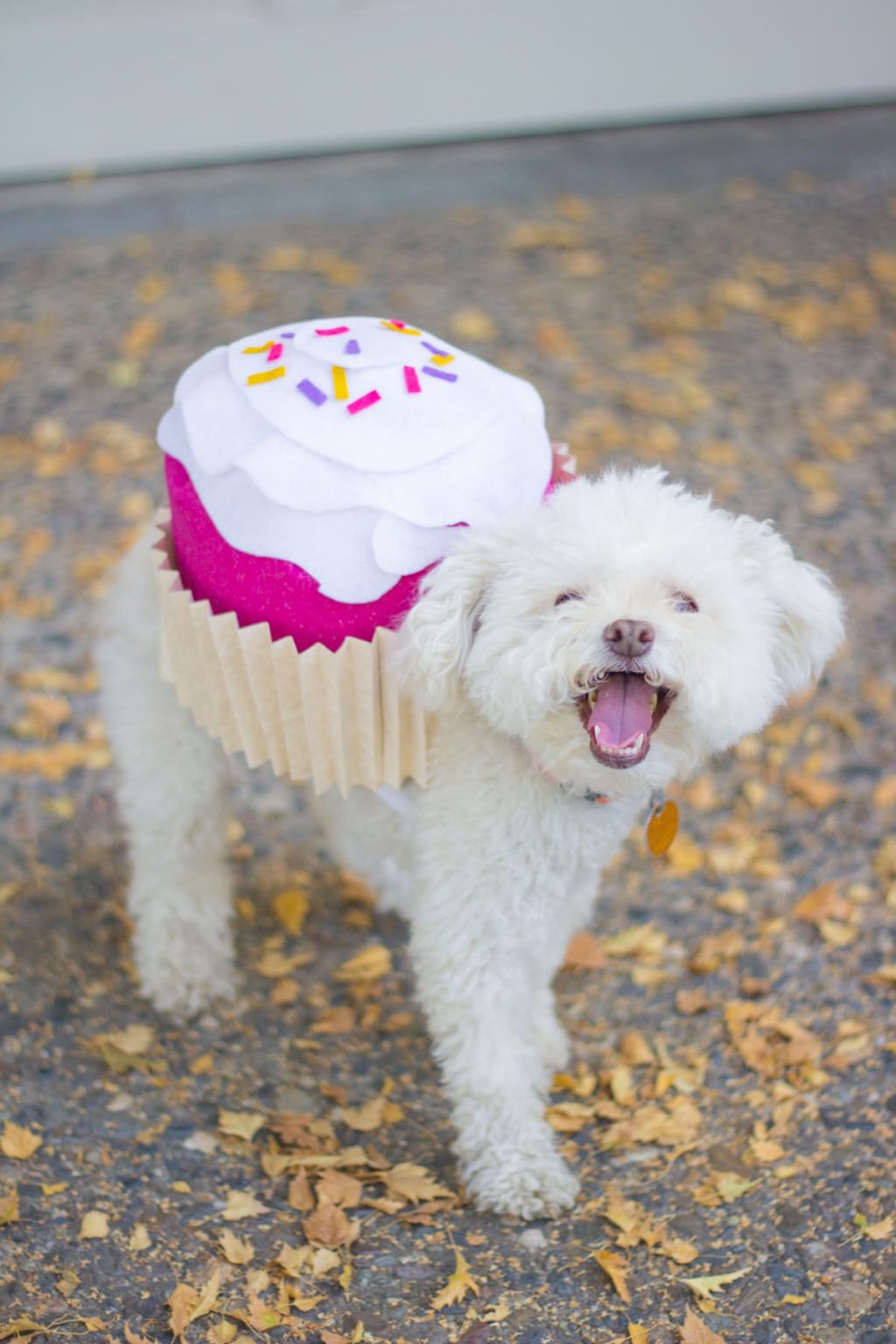 15 Creative Halloween Costumes For Your Pets