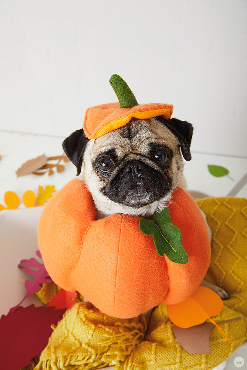 15 Creative Halloween Costumes For Your Pets