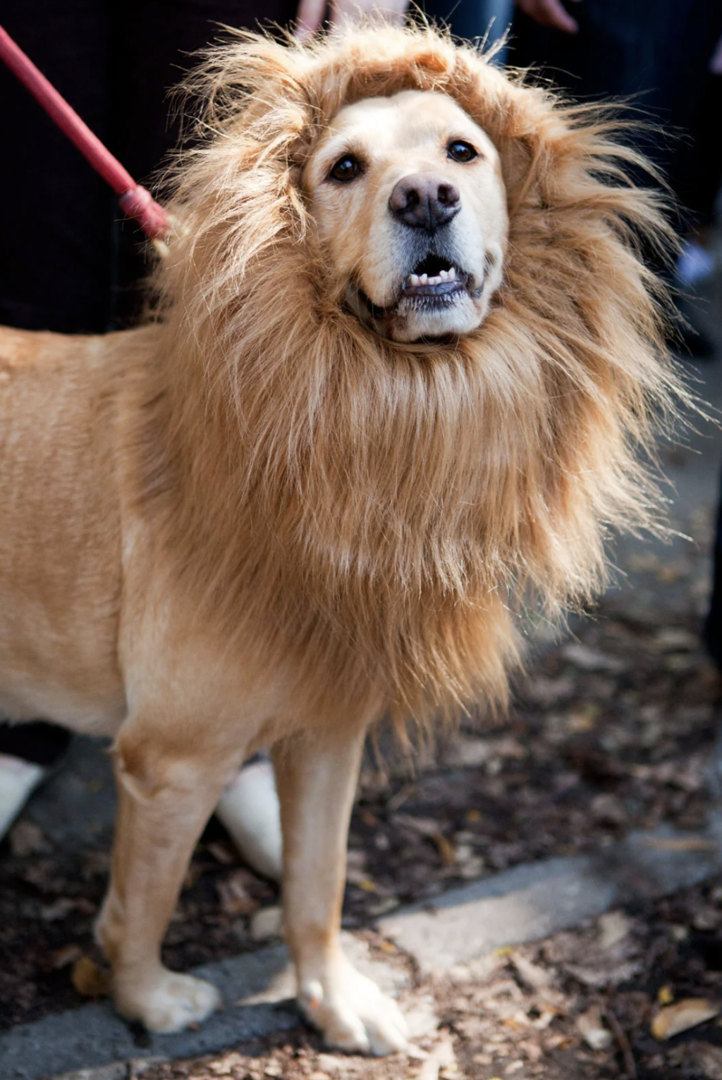 15 Creative Halloween Costumes For Your Pets