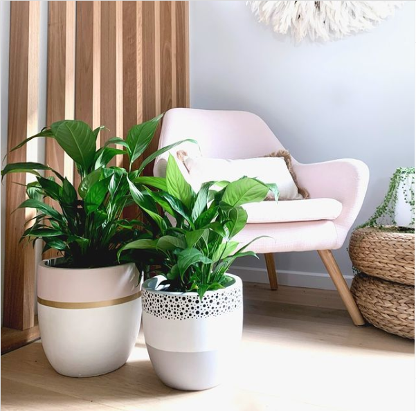 20 Gorgeous Indoor Statement Planter Ideas  Indoor plant pots, Indoor  flower pots, Large indoor plants