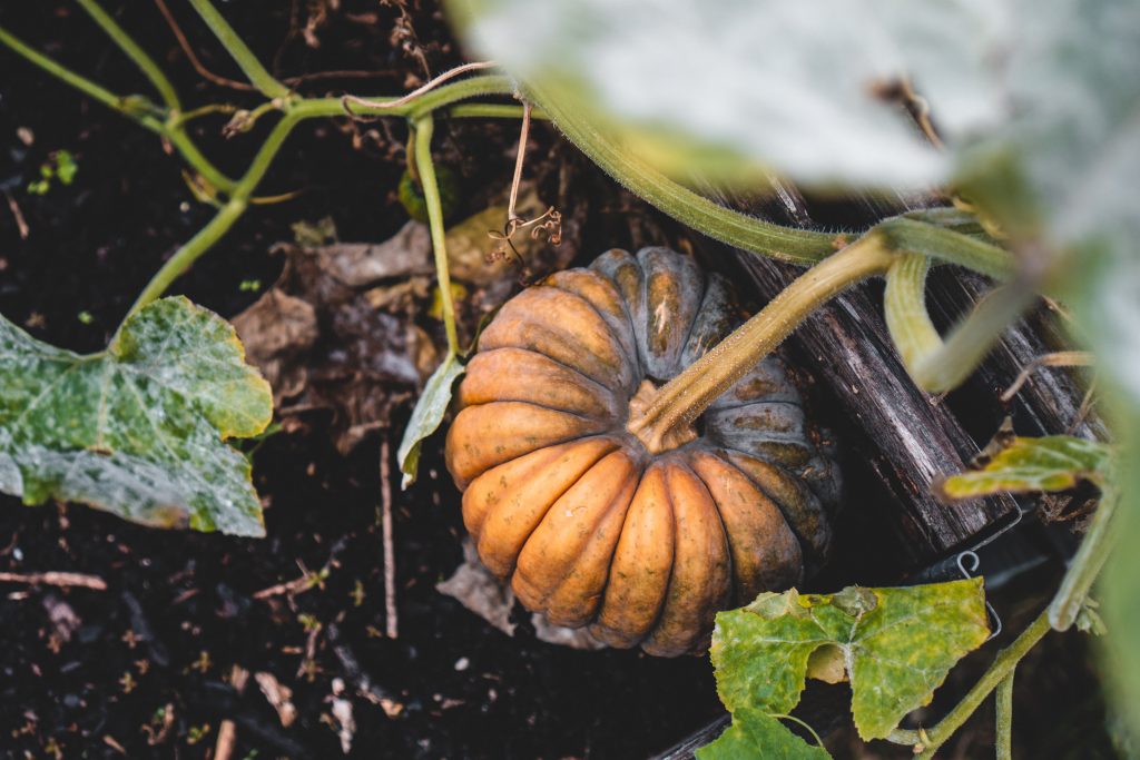 How to Prepare Your Garden for Autumn