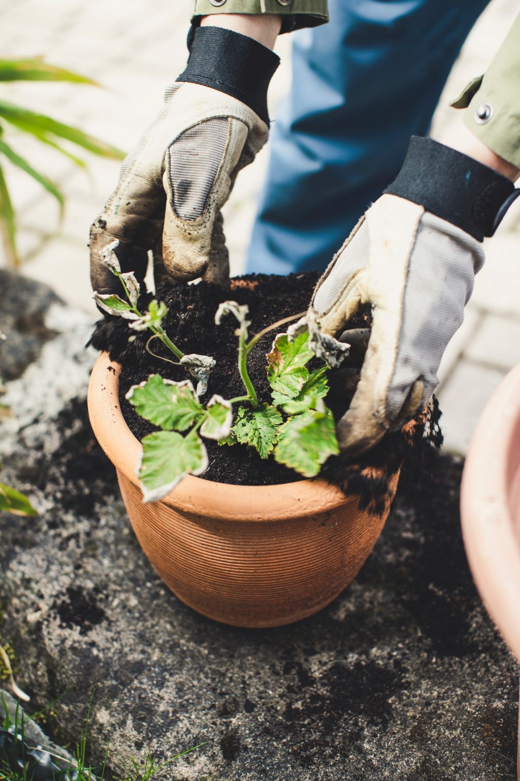 How to Prepare Your Garden for Autumn